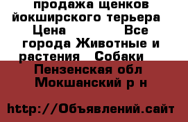 продажа щенков йокширского терьера › Цена ­ 25 000 - Все города Животные и растения » Собаки   . Пензенская обл.,Мокшанский р-н